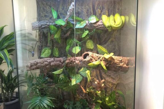 Green Tree Python Tank Size: Housing Requirements