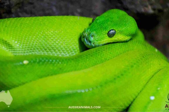Green Tree Python Temperament: Behavior Guide