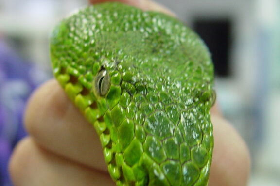 Green Tree Python Temperature: Optimal Range Guide