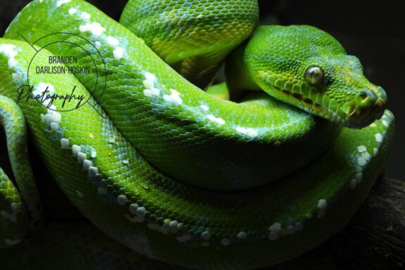 Green Tree Python vs Emerald Tree Boa: Key Differences