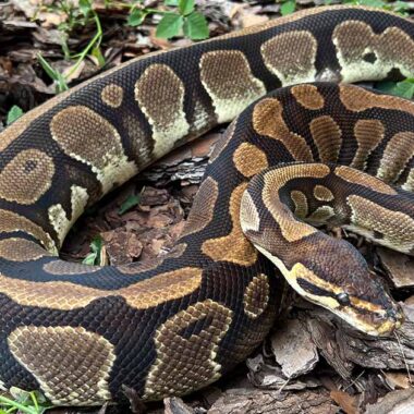 How Big Do Ball Pythons Get? Understanding Their Size