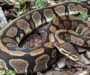 How Big Do Ball Pythons Get? Understanding Their Size