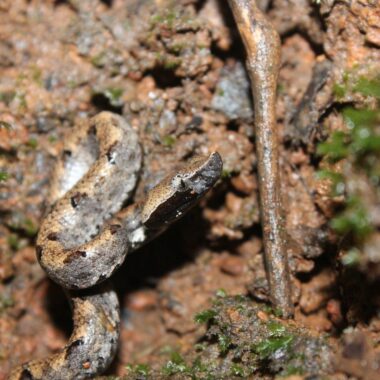 How Do Snakes Lay Eggs: The Fascinating Process Revealed