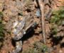 How Do Snakes Lay Eggs: The Fascinating Process Revealed