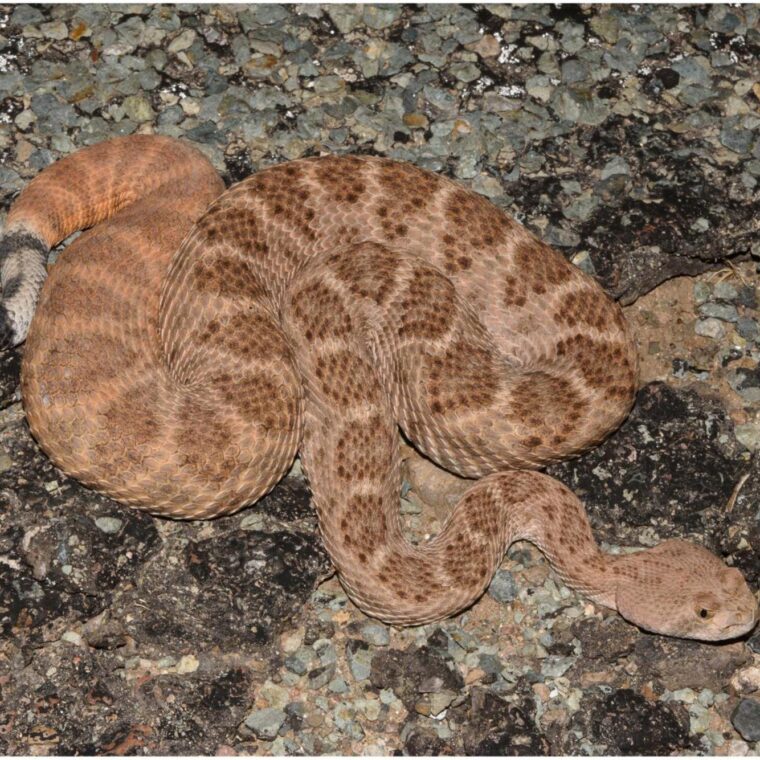 How Do Snakes Dig Holes? Understanding Their Techniques