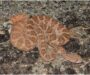 How Do Snakes Mate? Unveiling Their Fascinating Reproductive Secrets