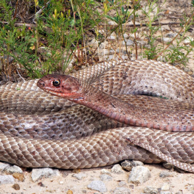 How Do Snakes Move? Understanding Their Unique Locomotion