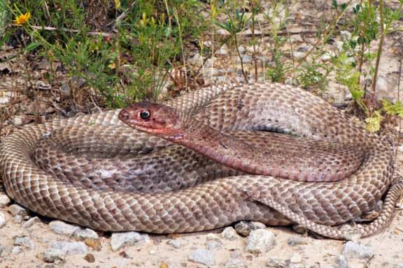 How Do Snakes Move? Understanding Their Unique Locomotion