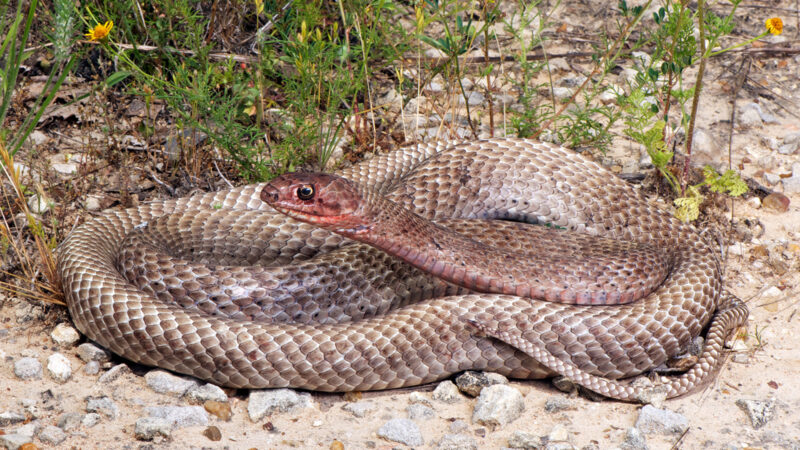 How Do Snakes Move? Understanding Their Unique Locomotion