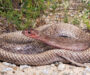 How Do Snakes Move? Understanding Their Unique Locomotion