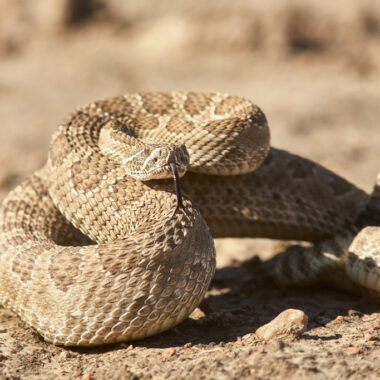 How Fast Can a Snake Slither? The Speed of Snakes Explored