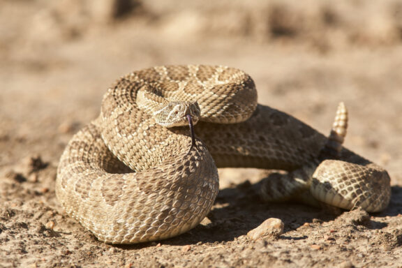How Fast Can a Snake Slither? The Speed of Snakes Explored