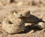 How Fast Can a Snake Slither? The Speed of Snakes Explored