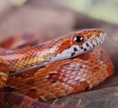 How Fast Do Corn Snakes Grow? An In-Depth Guide