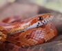 How Fast Do Corn Snakes Grow? An In-Depth Guide