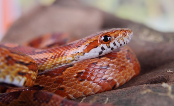 How Fast Do Corn Snakes Grow? An In-Depth Guide
