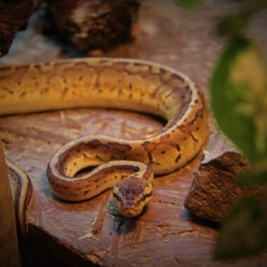 How Long Can Ball Pythons Go Without Eating?