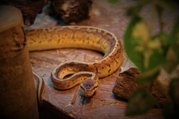 How Long Can Ball Pythons Go Without Eating?