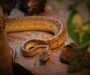 How Long Can Ball Pythons Go Without Eating?