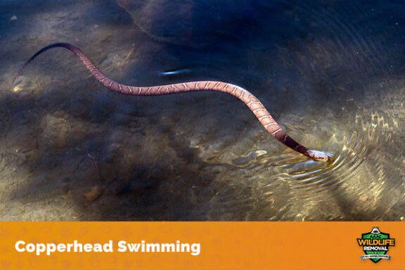How Long Can Snakes Hold Their Breath Underwater?