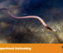 How Long Can Snakes Hold Their Breath Underwater?