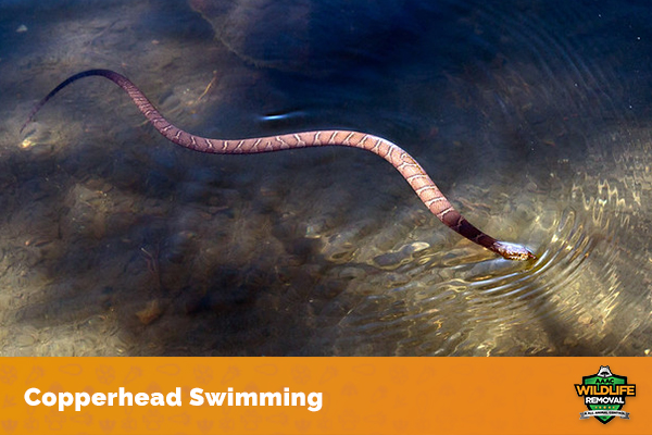 How Long Can Snakes Hold Their Breath Underwater?