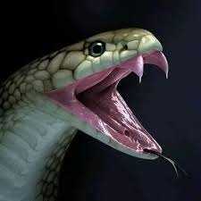 How Many Teeth Do Snakes Have? Unveiling Their Unique Fangs