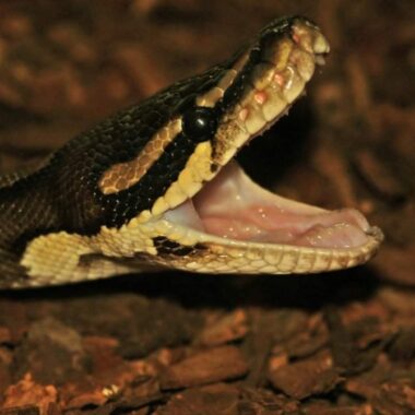How Often Do Ball Pythons Eat? A Complete Guide