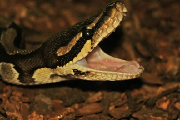How Often Do Ball Pythons Eat? A Complete Guide