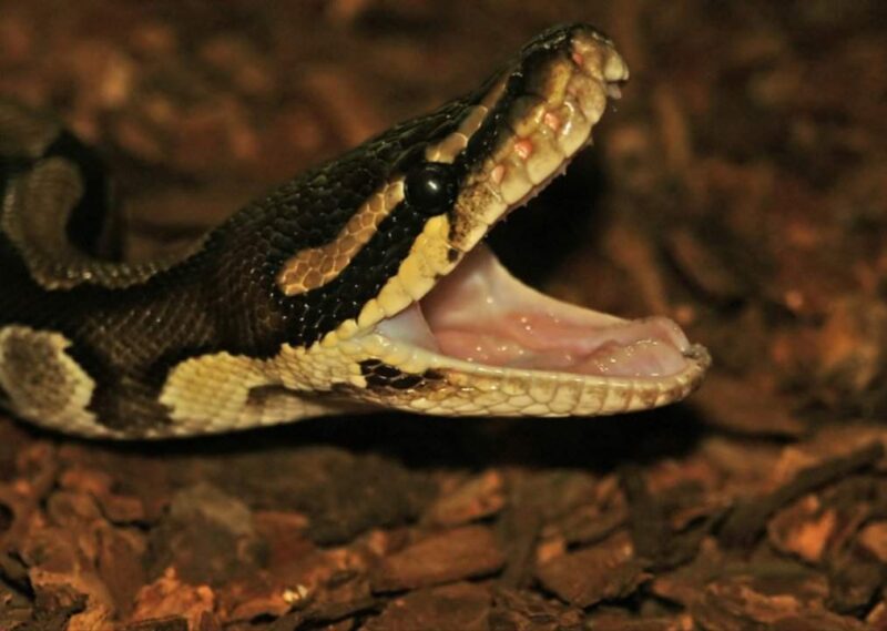 How Often Do Ball Pythons Eat? A Complete Guide
