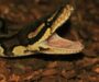 How Often Do Ball Pythons Eat? A Complete Guide