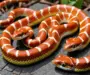 How Often Do Corn Snakes Eat? A Complete Guide