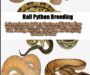 How to Breed Ball Pythons: A Comprehensive Guide