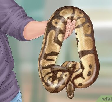 How to Care for a Ball Python: Essential Tips for Beginners