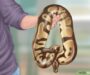 How to Care for a Ball Python: Essential Tips for Beginners