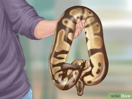 How to Care for a Ball Python: Essential Tips for Beginners