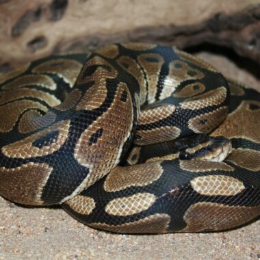 How to Feed a Ball Python: Essential Tips for Owners