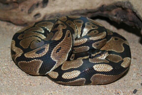 How to Feed a Ball Python: Essential Tips for Owners