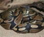 How to Feed a Ball Python: Essential Tips for Owners