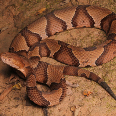 How to Identify a Copperhead Snake: Key Features & Tips
