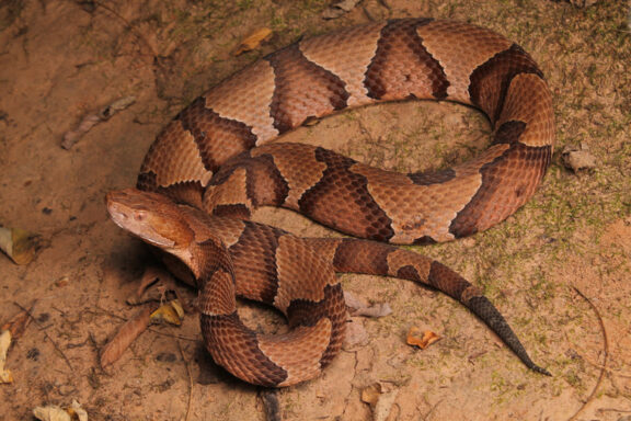 How to Identify a Copperhead Snake: Key Features & Tips