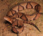 How to Identify a Copperhead Snake: Key Features & Tips