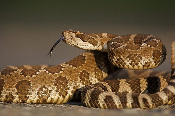 How to Lure a Snake Out of Hiding Safely and Effectively