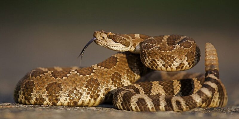 How to Lure a Snake Out of Hiding Safely and Effectively