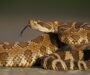 How to Lure a Snake Out of Hiding Safely and Effectively