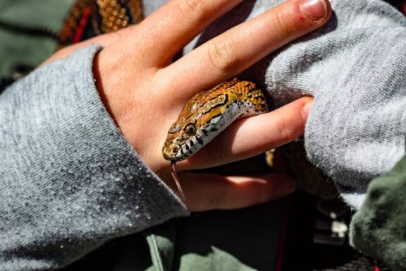 How to Sex a Corn Snake: A Complete Guide for Owners