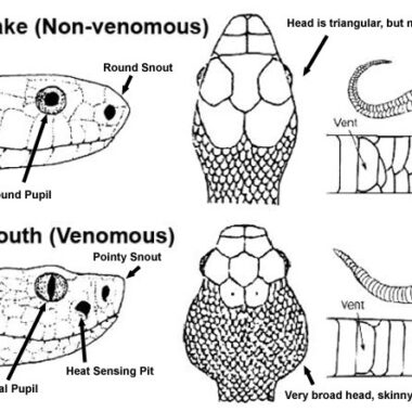 How to Tell if a Snake is Venomous: Key Indicators