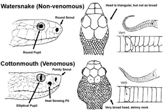 How to Tell if a Snake is Venomous: Key Indicators