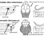 How to Tell if a Snake is Venomous: Key Indicators