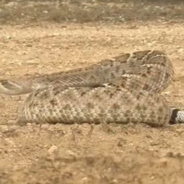 Is It Illegal to Kill Rattlesnakes in the U.S.?